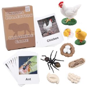 Life Cycle of Animals Flash Cards Realistic Insect Figurine Toys (1)