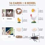 Life Cycle of Animals Flash Cards Realistic Insect Figurine Toys (2)