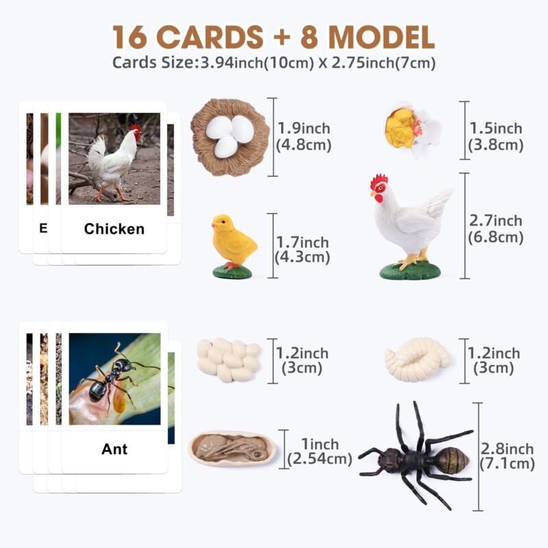 Life Cycle of Animals Flash Cards Realistic Insect Figurine Toys (2)