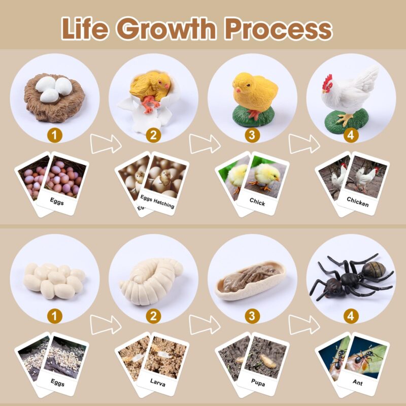 Life Cycle of Animals Flash Cards Realistic Insect Figurine Toys (4)