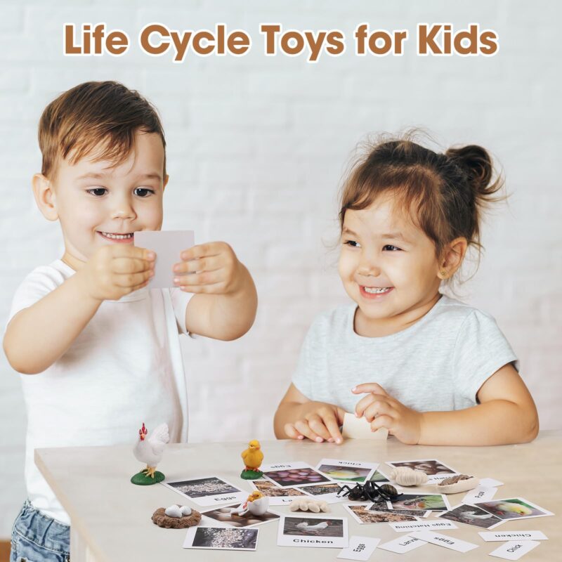 Life Cycle of Animals Flash Cards Realistic Insect Figurine Toys (5)