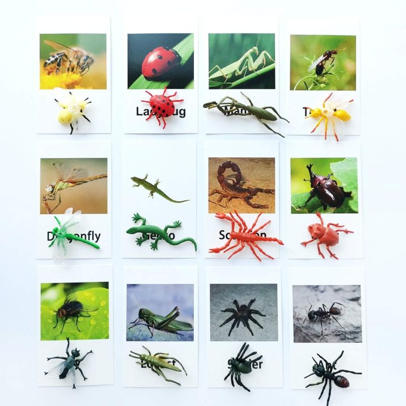 Miniature Insect Animal Figurines with Matching Cards - Learning Toys Montessori Language Materials (2)