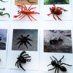 Miniature Insect Animal Figurines with Matching Cards - Learning Toys Montessori Language Materials (4)