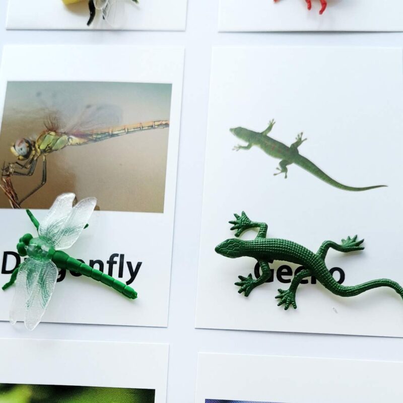 Miniature Insect Animal Figurines with Matching Cards - Learning Toys Montessori Language Materials (5)