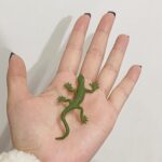 Miniature Insect Animal Figurines with Matching Cards - Learning Toys Montessori Language Materials (6)