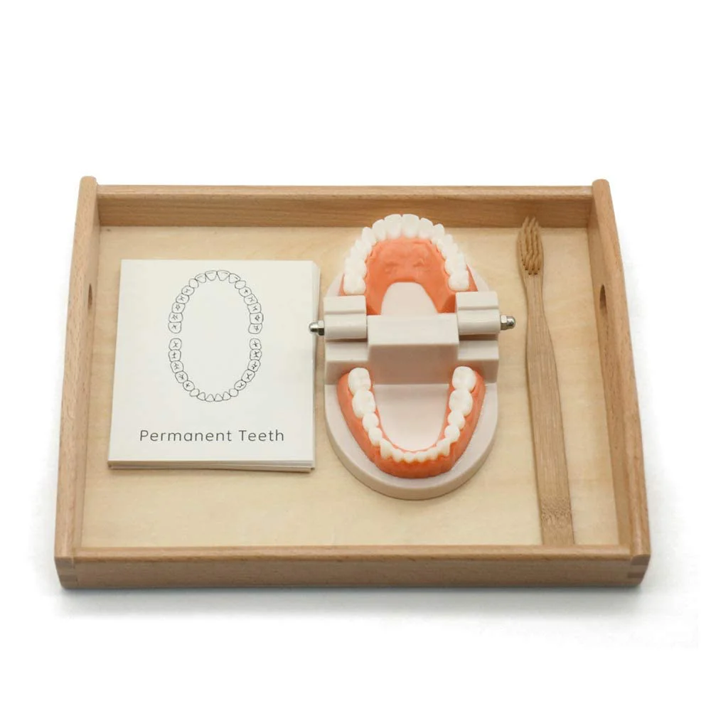 MEROCO practical life educational toys