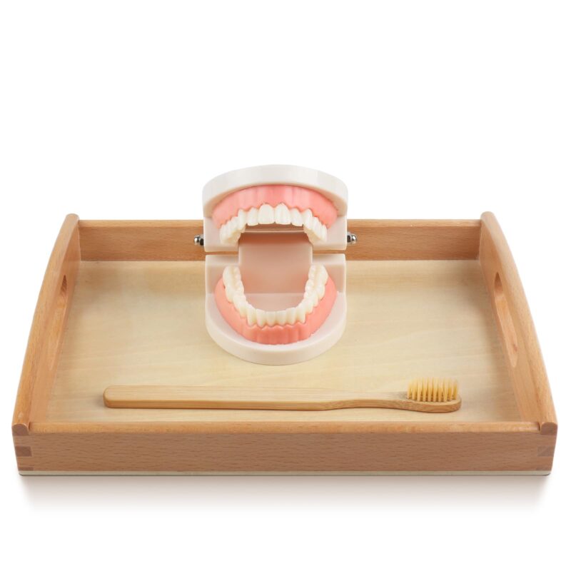 Montessori Practical Life Materials​ Teeth Brushing Model - Teaching Dental Hygiene Toys For Toddlers (2)