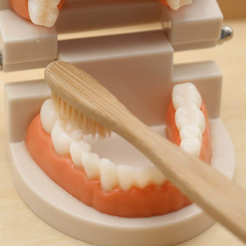Montessori Practical Life Materials​ Teeth Brushing Model - Teaching Dental Hygiene Toys For Toddlers (5)