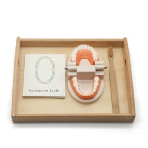 Montessori Practical Life Materials​ Teeth Brushing Model - Teaching Dental Hygiene Toys For Toddlers