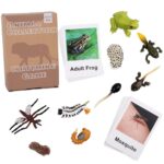 Wild Animals Tadpole To Frog Life Cycle Sheet - Mosquito A Bug's Life Toys​ (1)