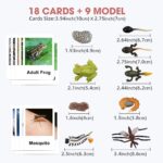 Wild Animals Tadpole To Frog Life Cycle Sheet - Mosquito A Bug's Life Toys​ (2)
