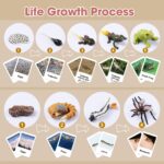 Wild Animals Tadpole To Frog Life Cycle Sheet - Mosquito A Bug's Life Toys​ (4)