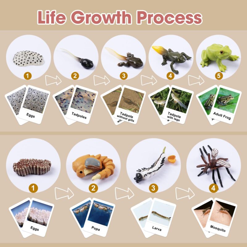 Wild Animals Tadpole To Frog Life Cycle Sheet - Mosquito A Bug's Life Toys​ (4)