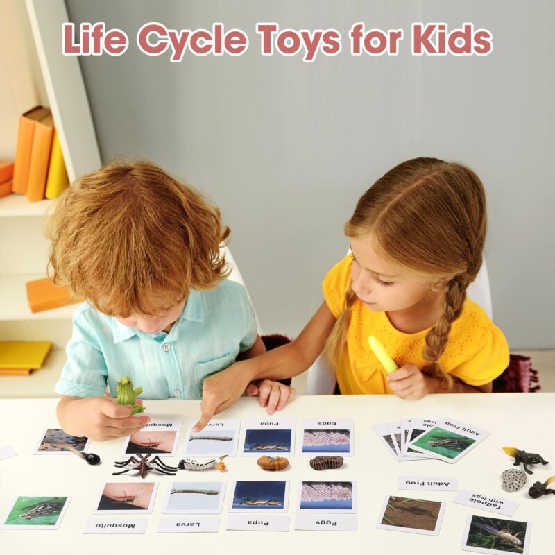 Wild Animals Tadpole To Frog Life Cycle Sheet - Mosquito A Bug's Life Toys​ (5)